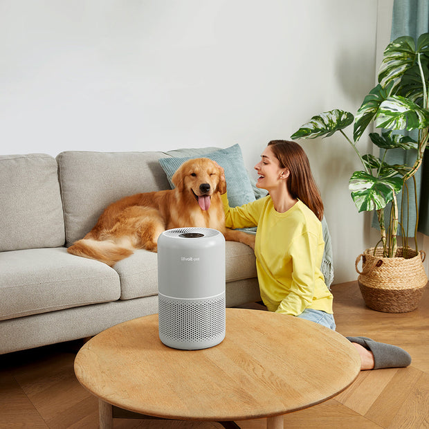 White Levoit Core P350 pet air purifier on tabletop, perforated sides and top grille